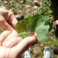 activités natures avec des insectes