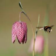 flore du marais