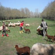 decouverte des mouton