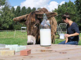 Lait d'anesse pour le savon