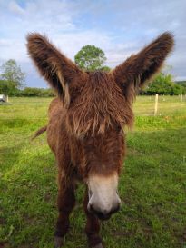 Loustic Etalon Baudet du ¨Poitou