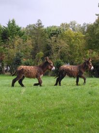 Loustic et Looping