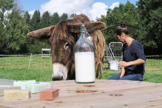 lait d'ânesse bio savons