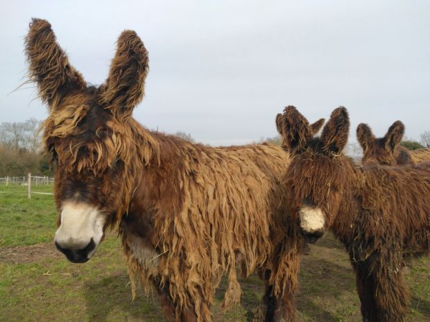 Anesse et anon du Poitou