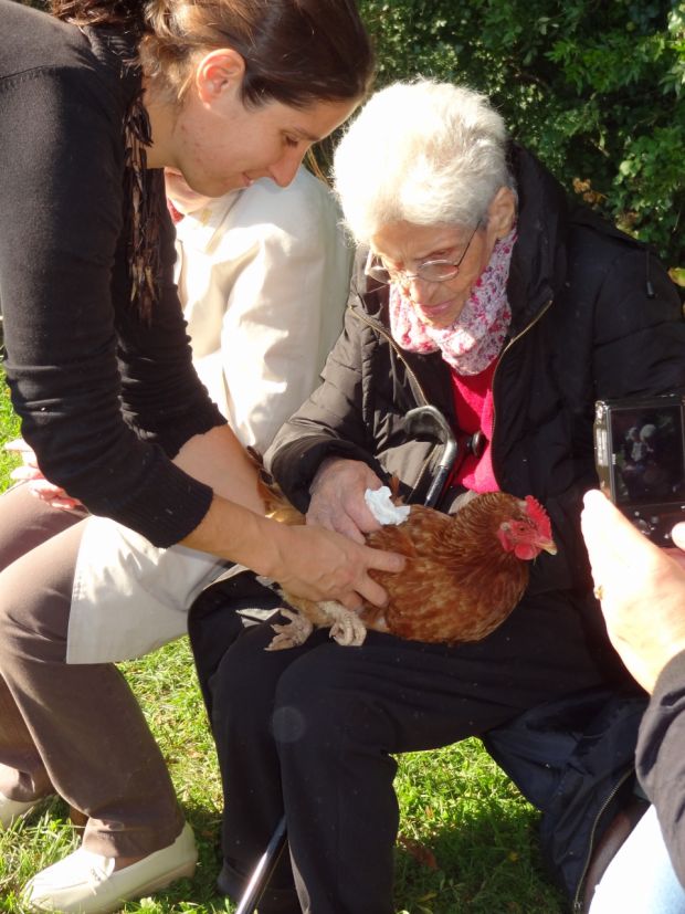 mediation animale avec les poules