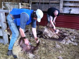 Porte ouvertes tonte mouton