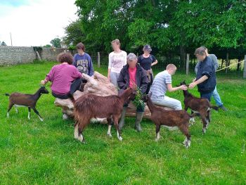 mediation animale a la ferme