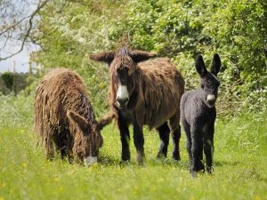 ferme baudet du poitou