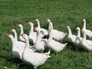 Oies blanches du Poitou