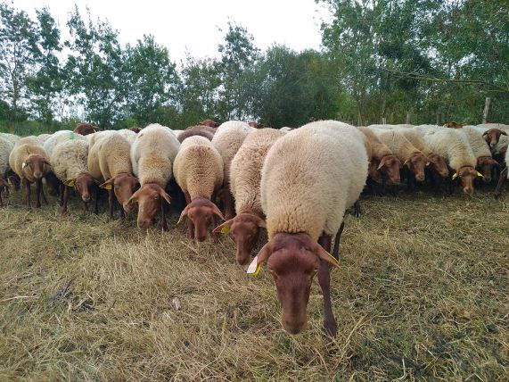 agnelle belier mouton solognote