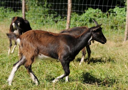 chèvre poitevine à vendre