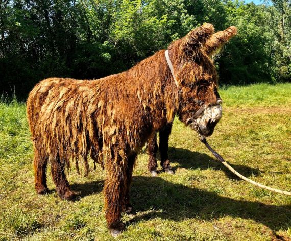 Animaux à vendre dans le cadre de l'élevage conservatoire