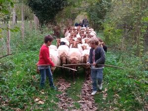 apéro transhumance dans le Marais Poitevin