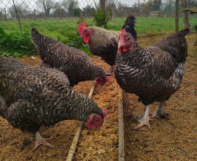 poules de Marans à vendre