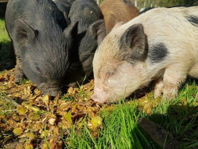 cochon de la ferme