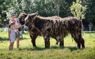 activités et animations à la ferme