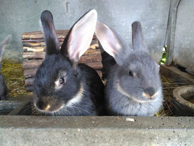 lapins chèvre à vendre