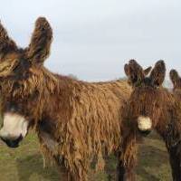 Baudet du Poitou à vendre : Orion du Marais