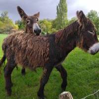 Baudet du Poitou à vendre : Looping du Marais