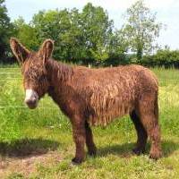 Baudet à vendre : Loustic du Marais