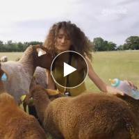 La Ferme du Marais Poitevin dans La P'tite